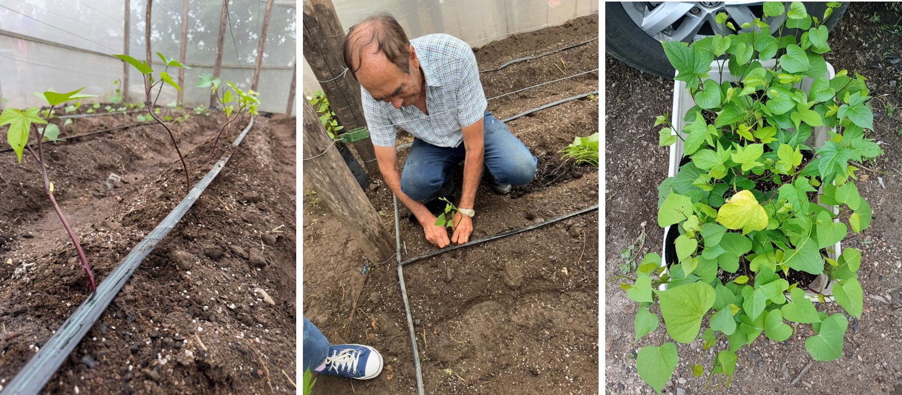 Capacitación en el cultivo de batata con productores del cinturón hortícola de Córdoba