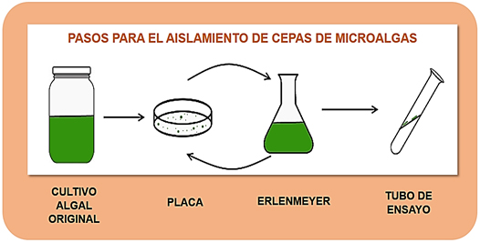 El IEDS ha logrado establecer una colección de más de 35 especies de microalgas diferentes