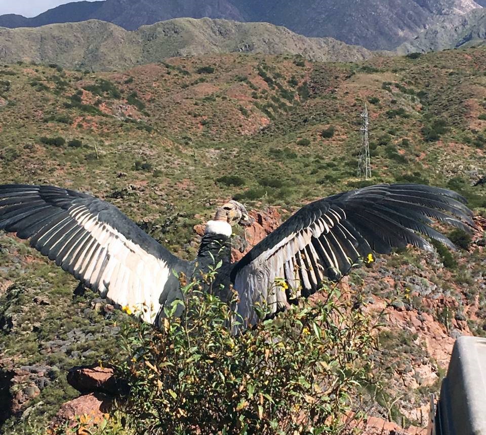 Cóndor a punto de emprender vuelo