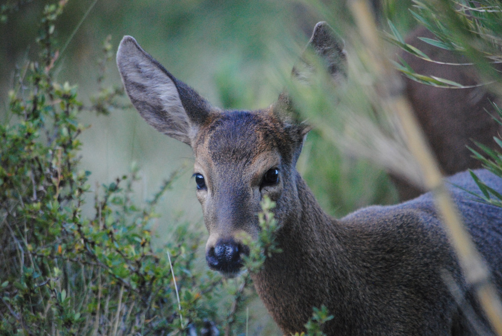 Huemul