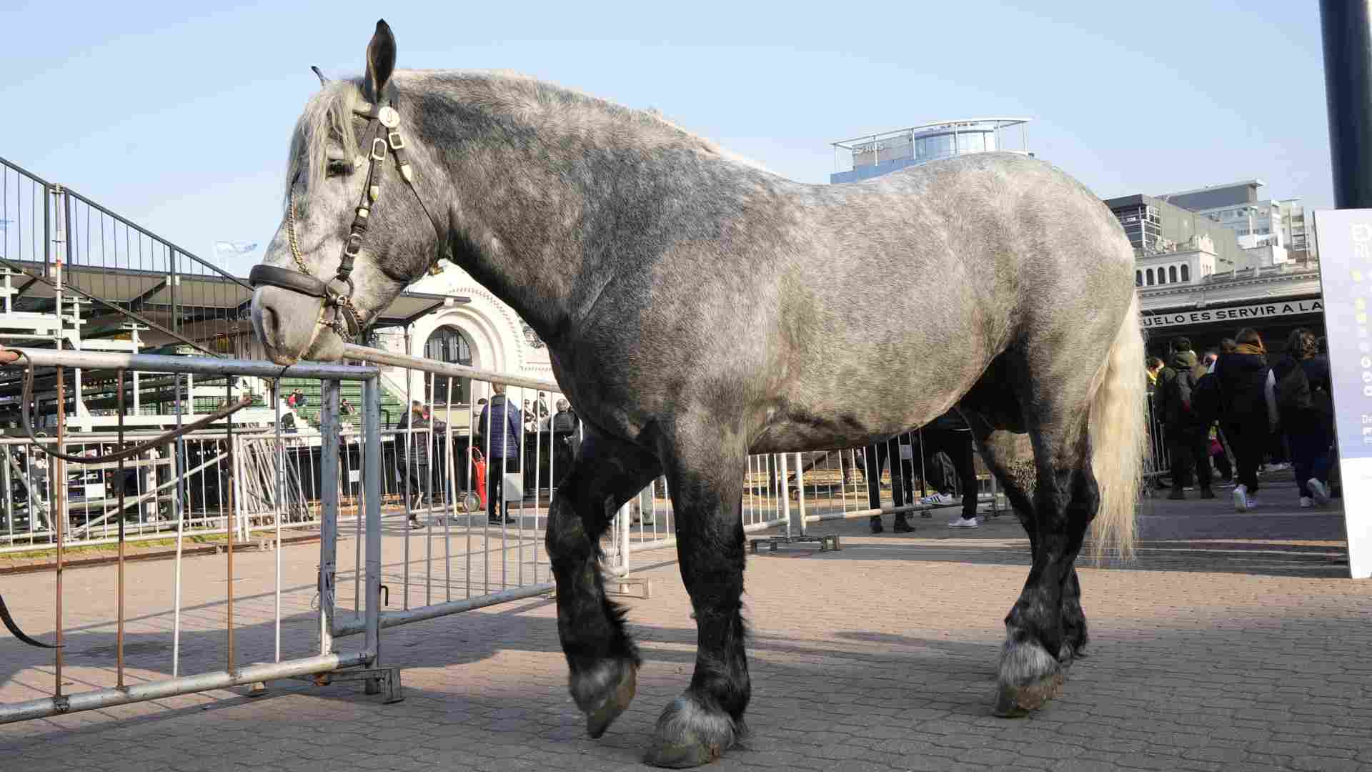 Equino de la raza Percherón criado en el Haras "General Lavalle".