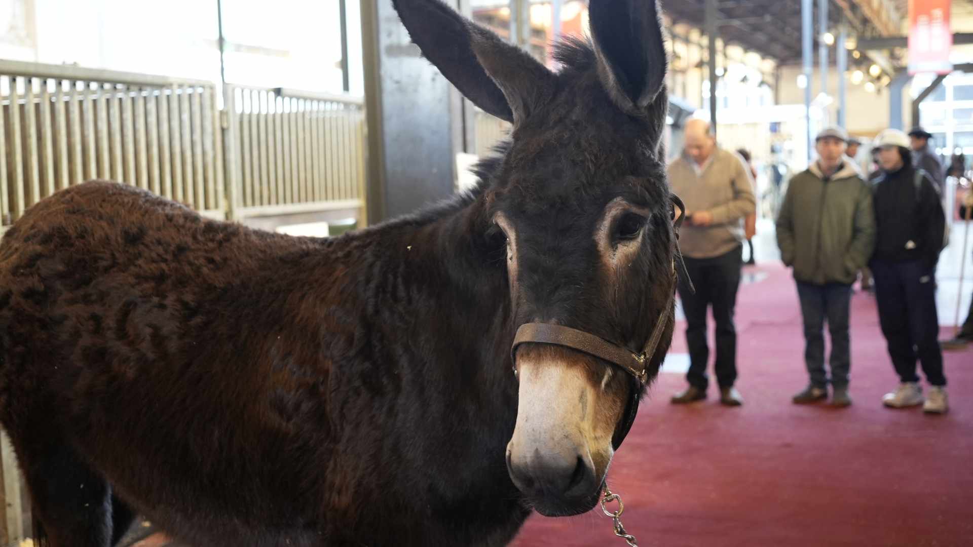 Asnal de la raza Remonta Argentino criado en el Haras "General Lavalle".