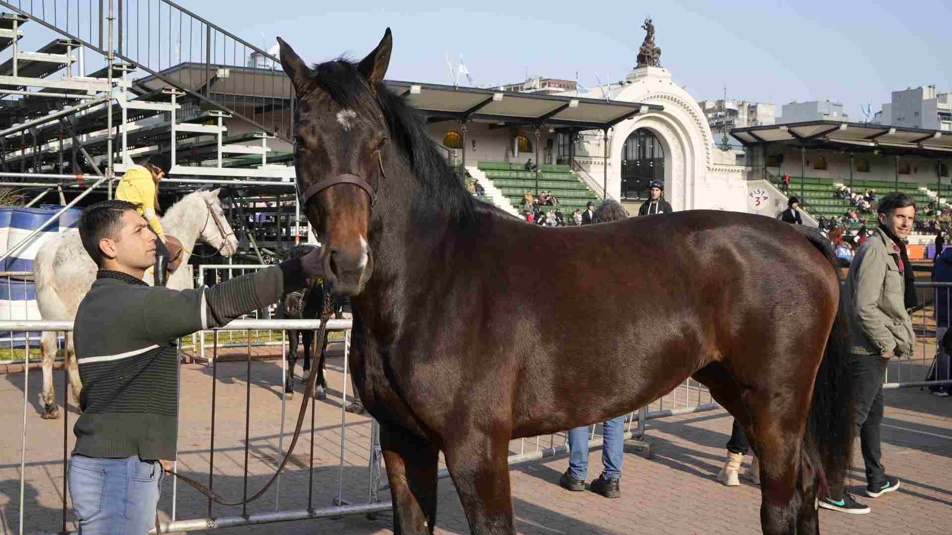 Equino de la raza Silla Argentino criado en el Haras "General Lavalle".