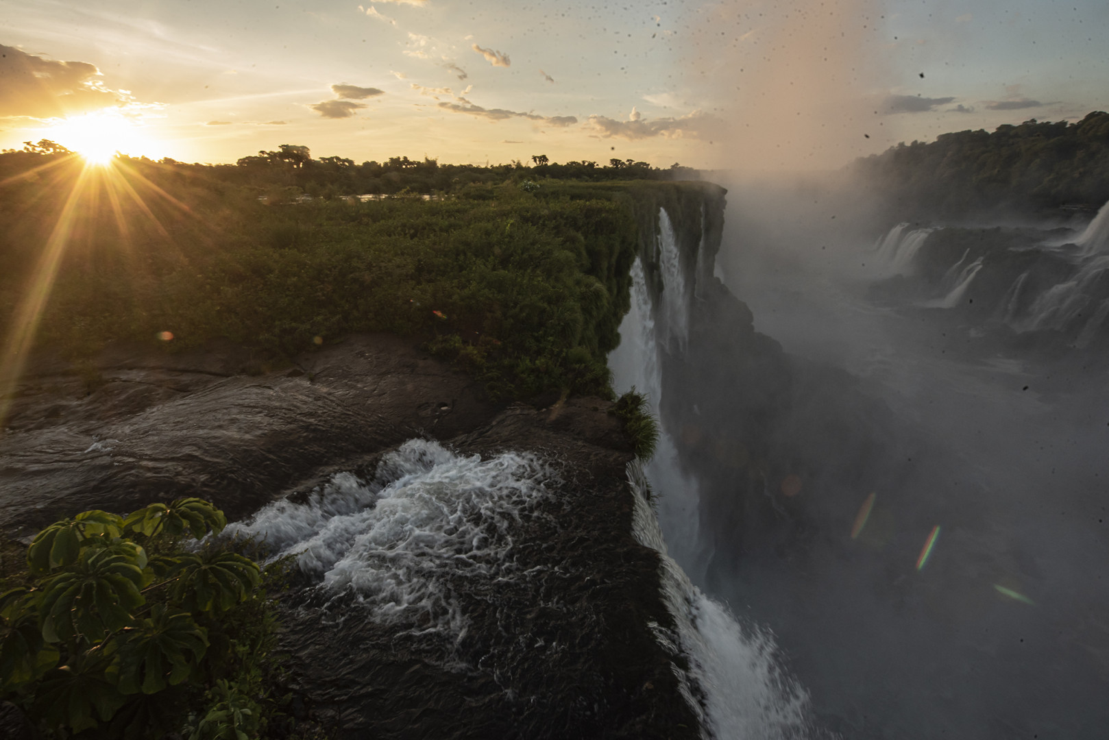 Especie de pasto endémica del PN Iguazú