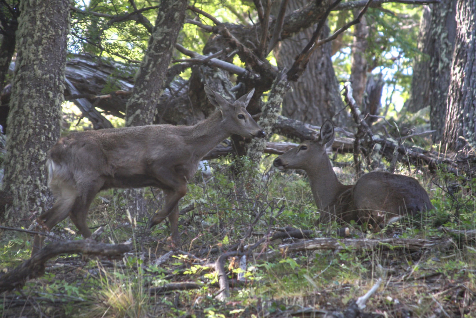 Huemul