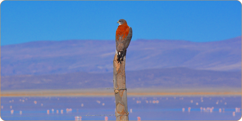 MN Laguna de los Pozuelos