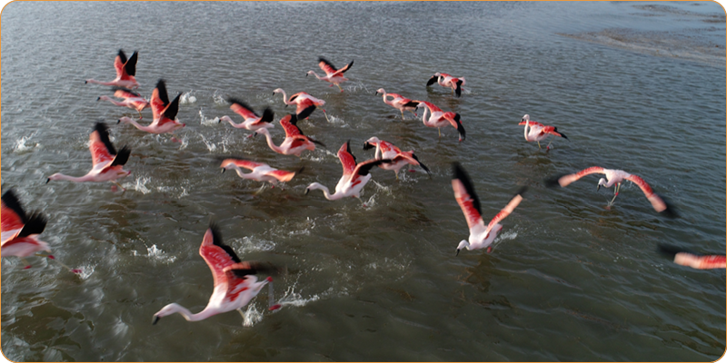 MN Laguna de los Pozuelos