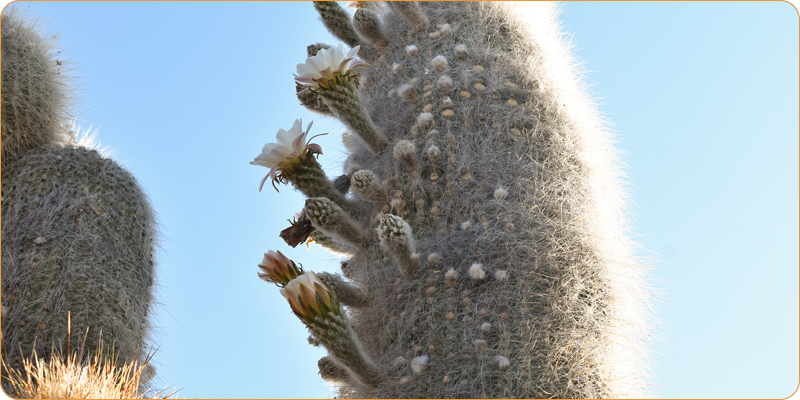 Parque Nacional Los Cardones