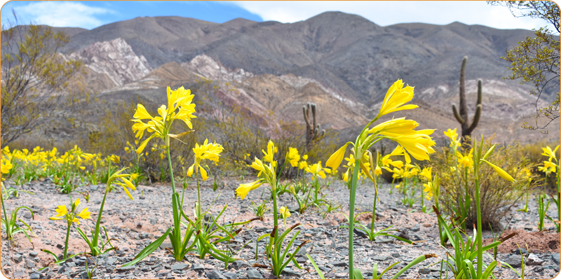 Parque Nacional Los Cardones