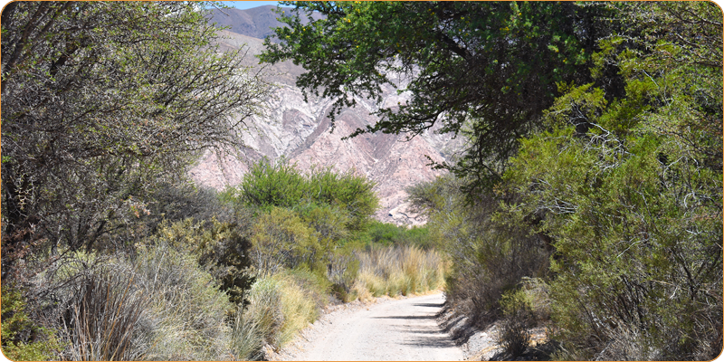 Parque Nacional Los Cardones