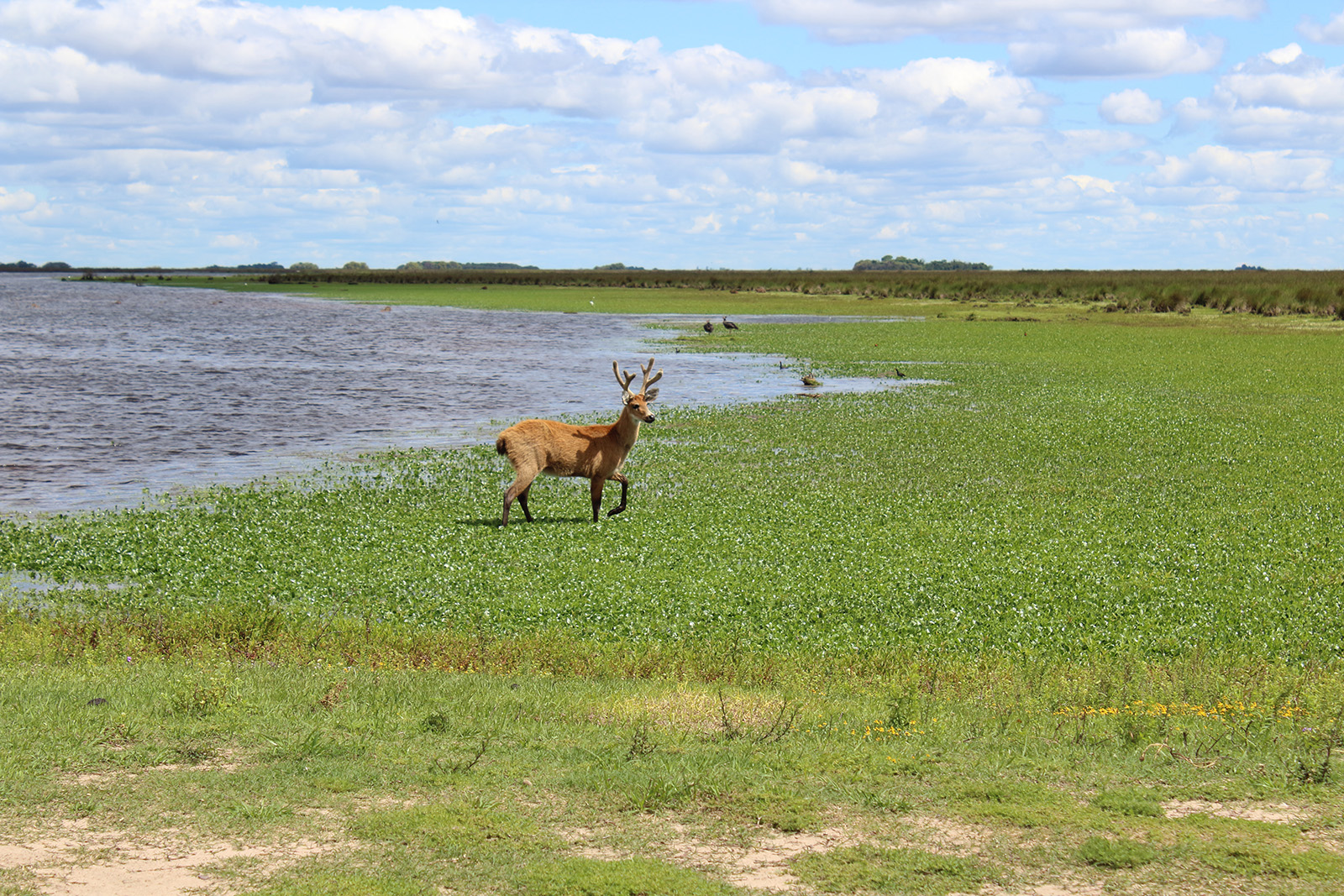 Parque Nacional Ciervo de los Pantanos