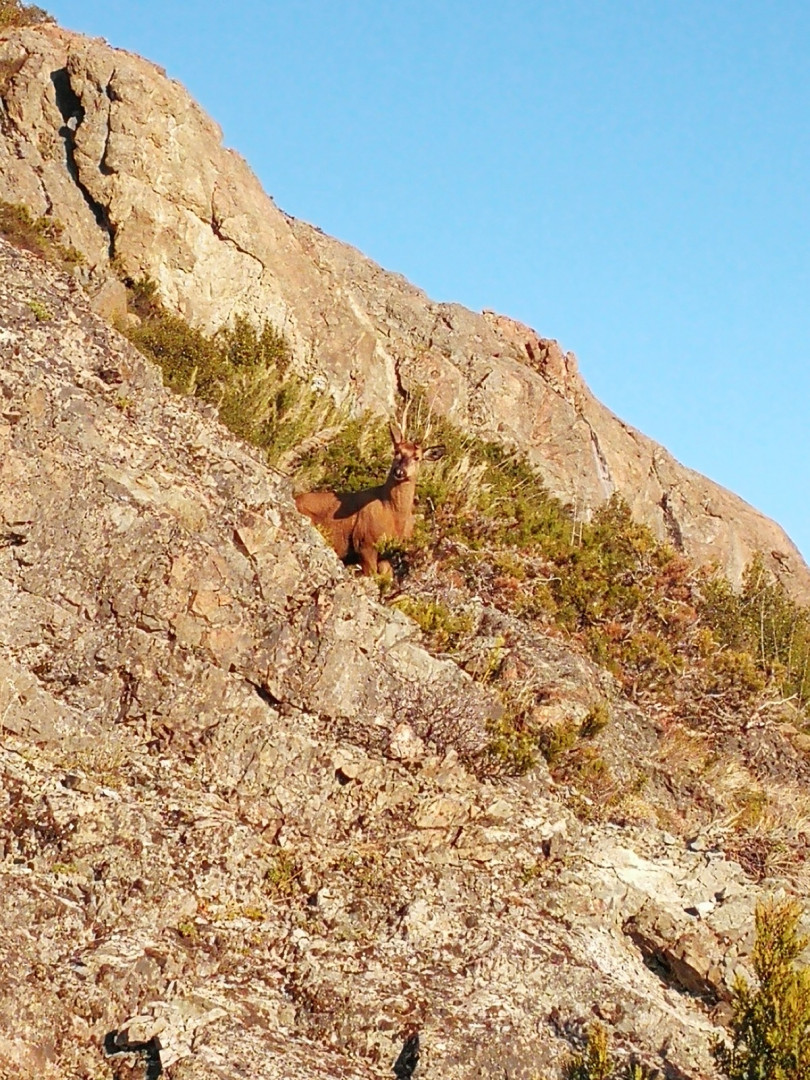 Registro de huemul en PN Los Alerces