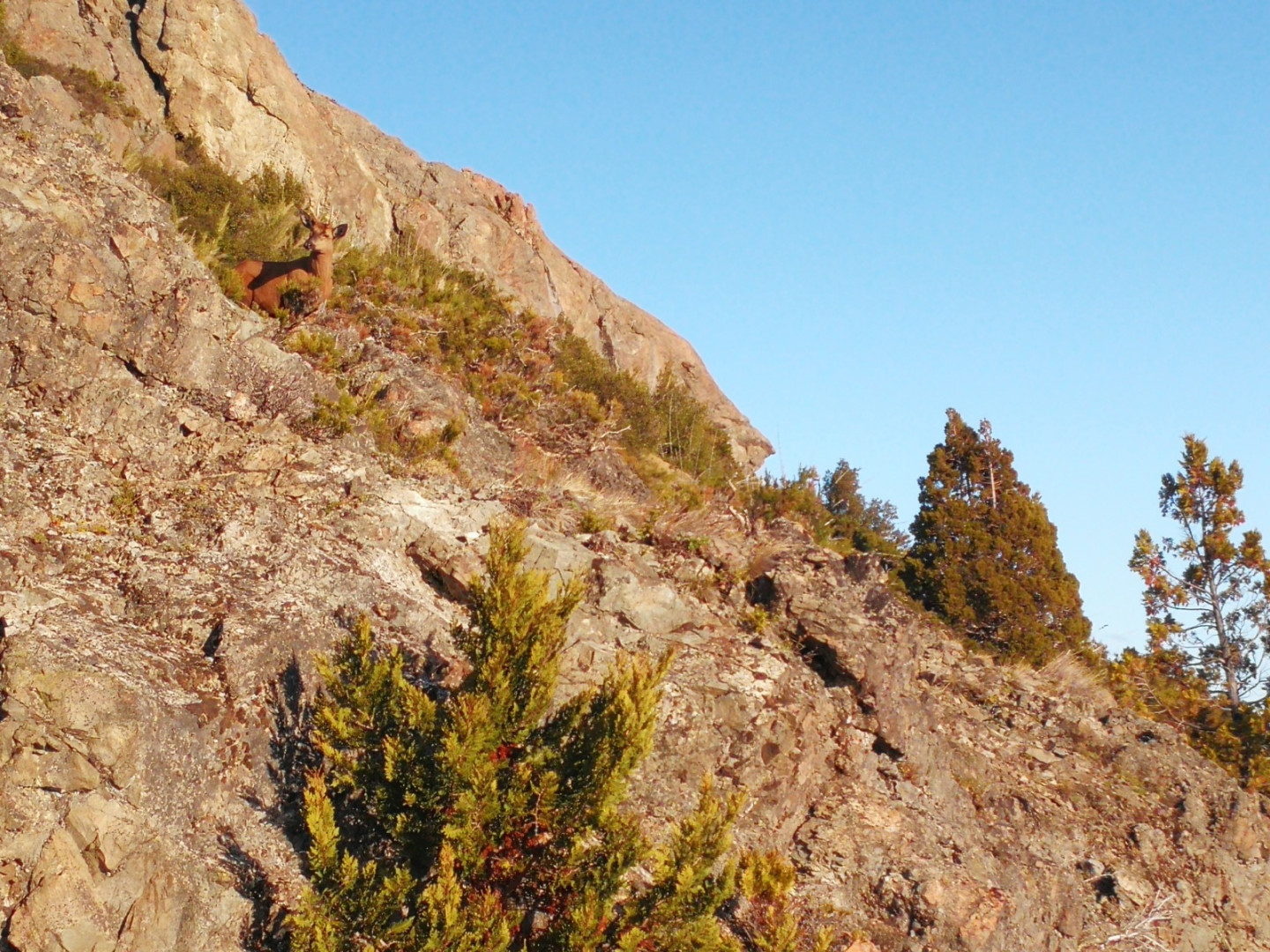 Registro de huemul en PN Los Alerces