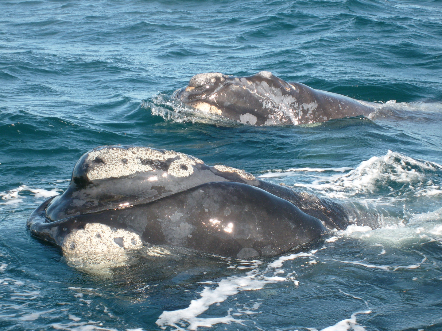 Ballenas francas australes