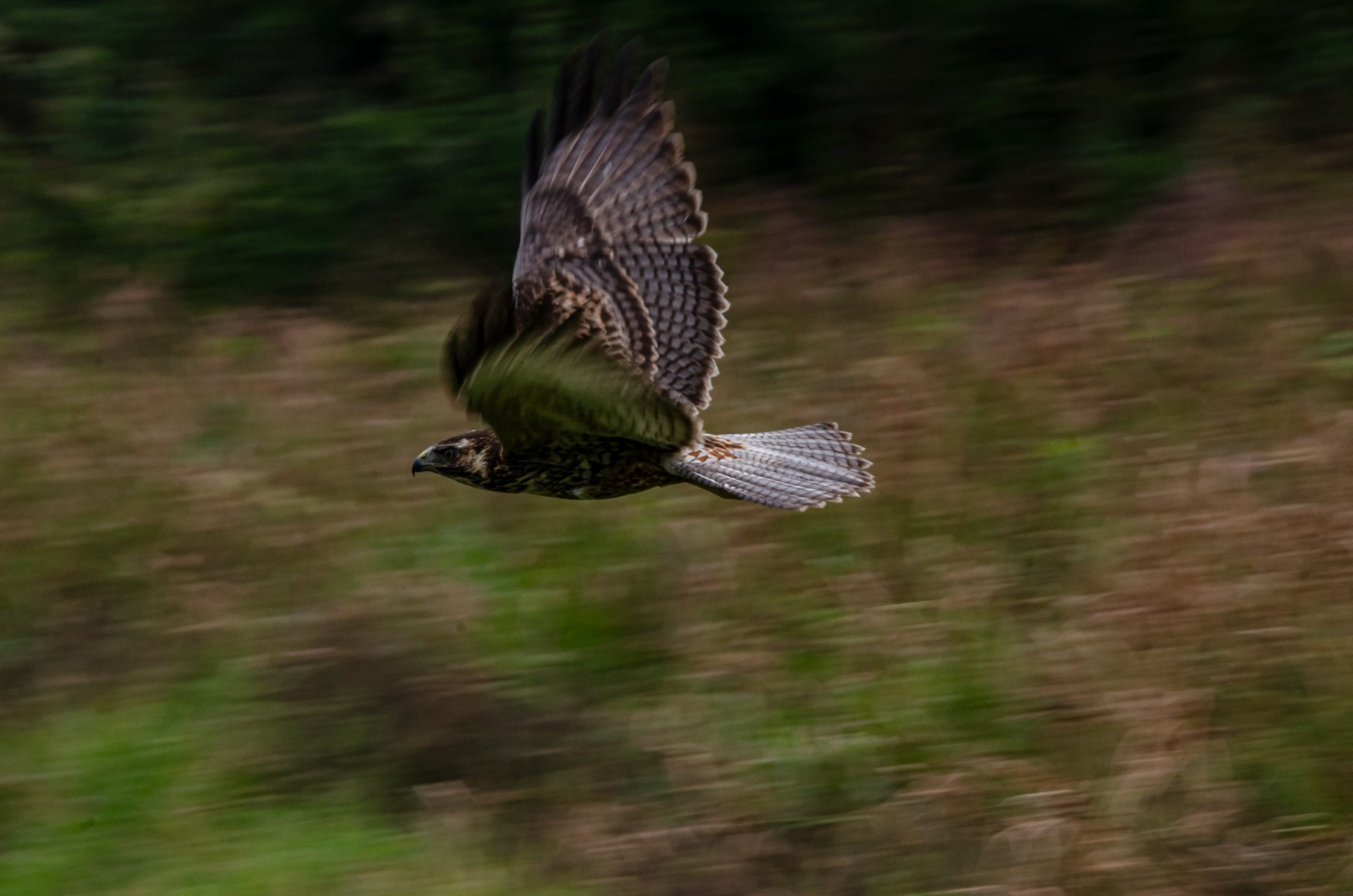 La fauna es variada y habitan diversas especies de aves.