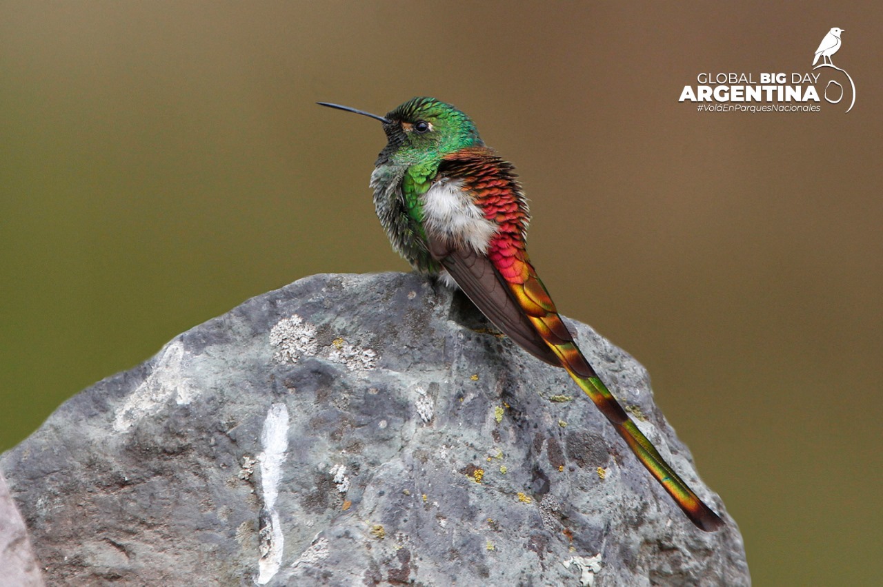 pajaro