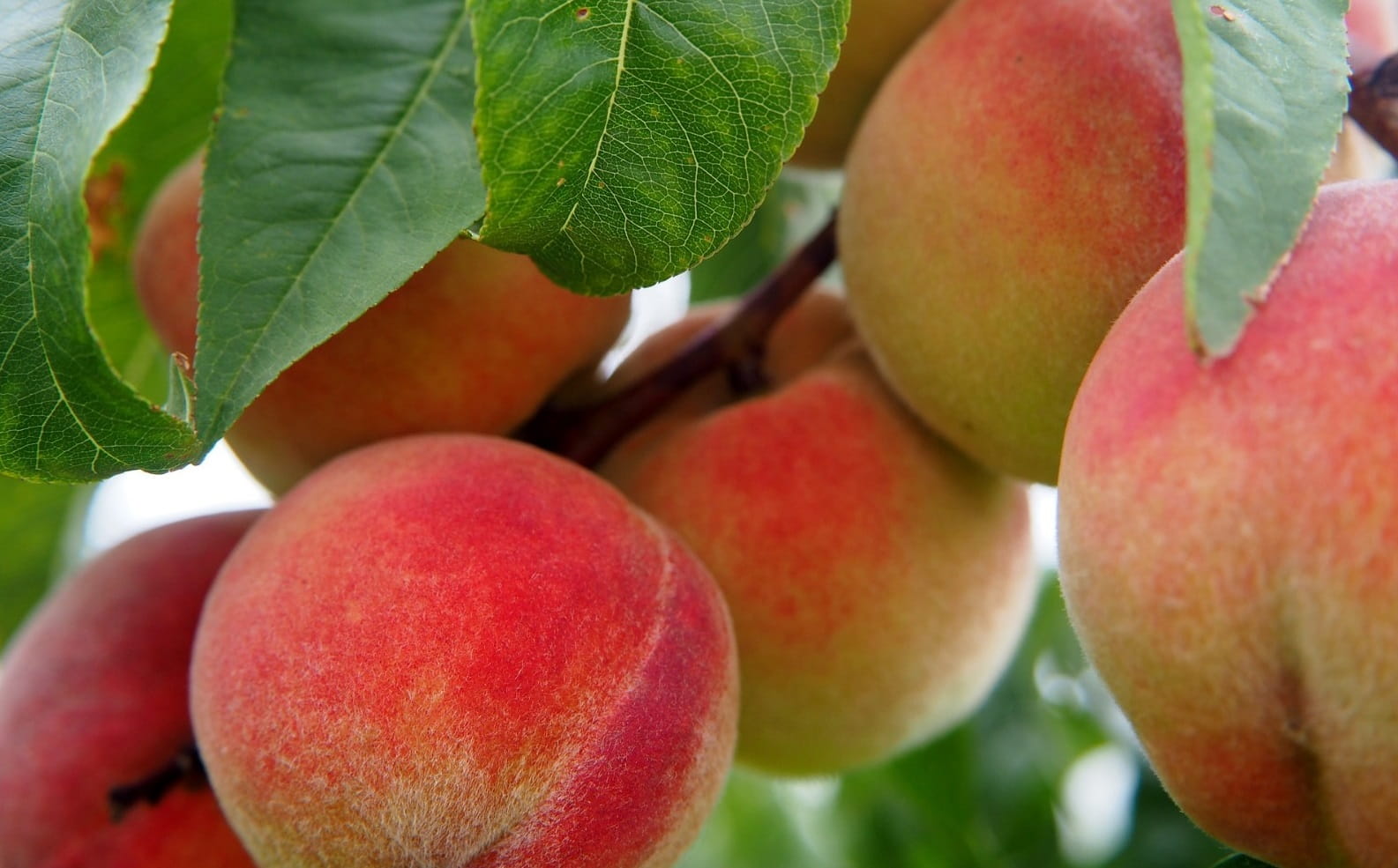 Finalizó la emergencia fitosanitaria por Mosca de los frutos en Tupungato